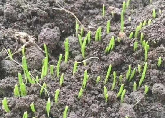 植物播种|香葱种子怎么种植