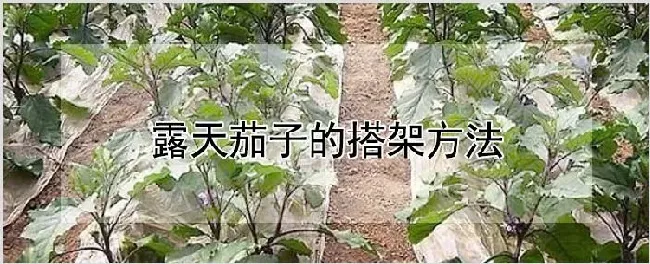 露天茄子的搭架方法 | 自然知识