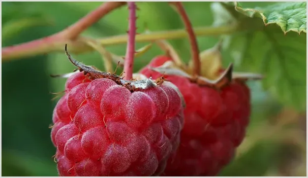 树莓育苗方法与种植技术 | 自然知识