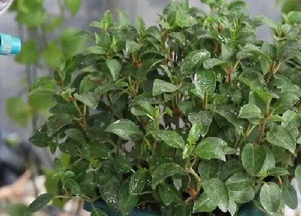 养殖方法|吊金钟的养殖方法和注意事项