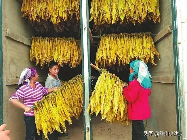 种植管理|烤烟烤出来青筋有办法变黄吗，烤青的烟怎么处理成黄烟）