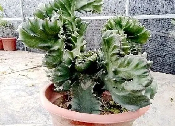 植物排行|多肉植物有哪些