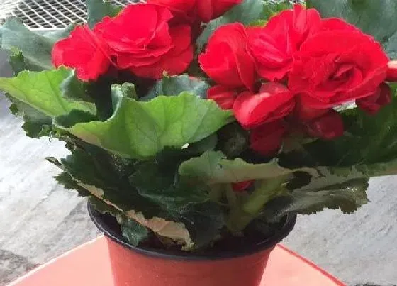 开花时间|玫瑰海棠一年开几次花