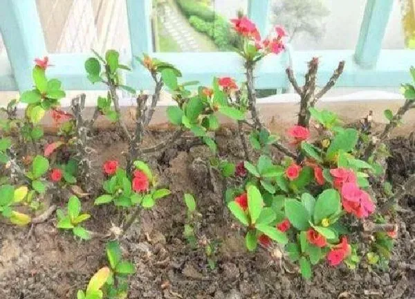 植物扦插|虎刺梅扦插时间和方法