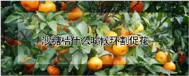 沙糖桔什么时候环割促花 | 耕种资料