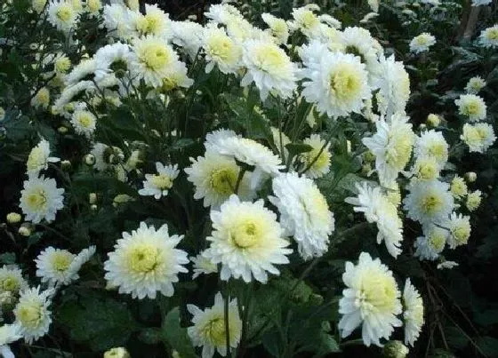 送花|上坟花束一般包多少朵（祭祖鲜花一般几朵图案）
