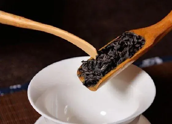 食用常识|马头岩肉桂属于什么茶类（福建马头岩肉桂叶价格、保质期）