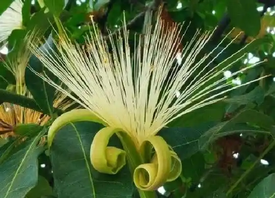 植物百科|招财树开花吗 开花是什么样子的