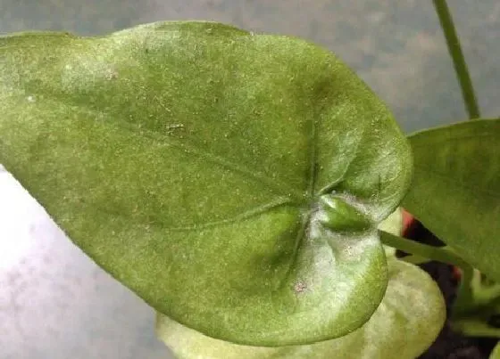 植物虫害|滴水观音长虫子怎么办