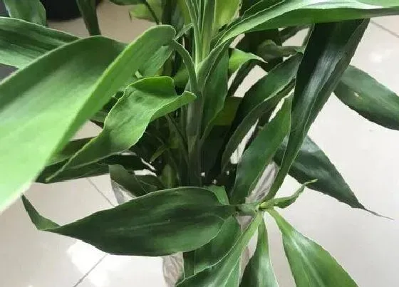 植物招财|富贵竹适合在家里养吗 家里养富贵竹花好不好