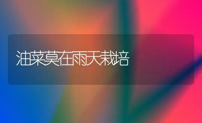 油菜莫在雨天栽培 | 粮油作物种植