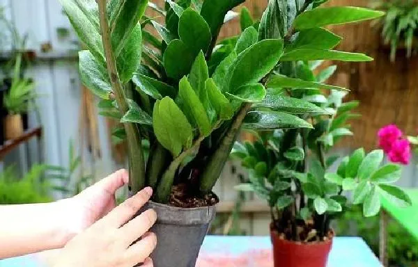 植物移栽|金钱树什么时候分盆最合适 容易成活