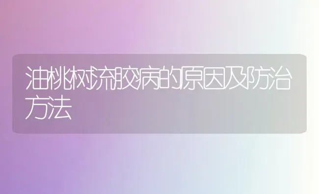 油桃树流胶病的原因及防治方法 | 瓜果种植