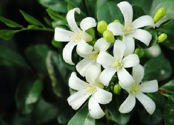 植物毒性|九里香花有毒吗 可以放在室内养吗