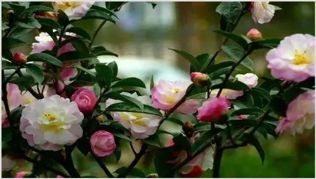 山茶花为何不能正常开花 | 养殖技术