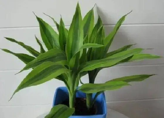 植物招财|富贵竹适合在家里养吗 家里养富贵竹花好不好
