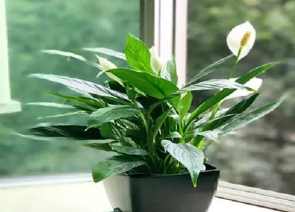 植物移栽|一帆风顺什么时候换盆最好 换盆后注意事项