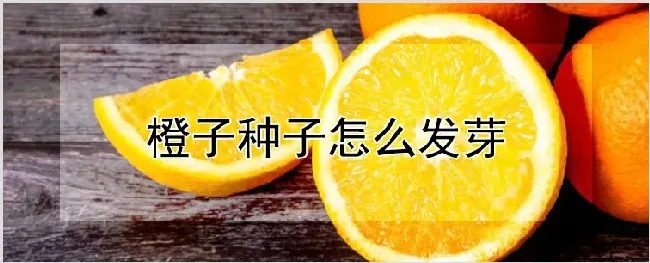 橙子种子怎么发芽 | 耕种资料