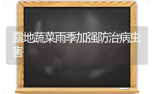 露地蔬菜雨季加强防治病虫害 | 蔬菜种植