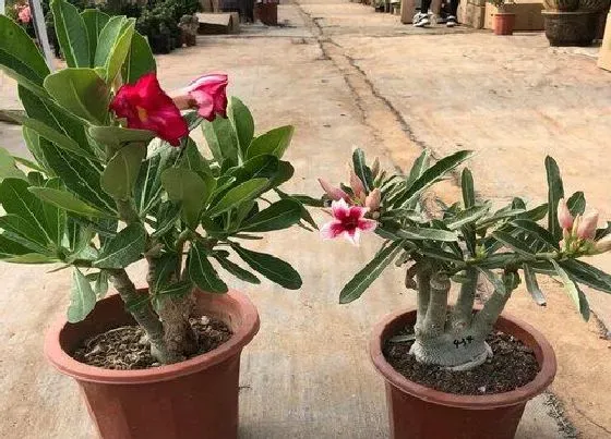 掉叶子|沙漠玫瑰掉叶子怎么办