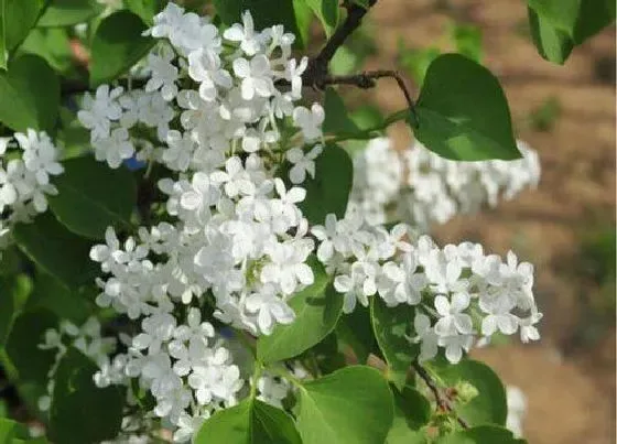 植物播种|丁香花种子怎么种植