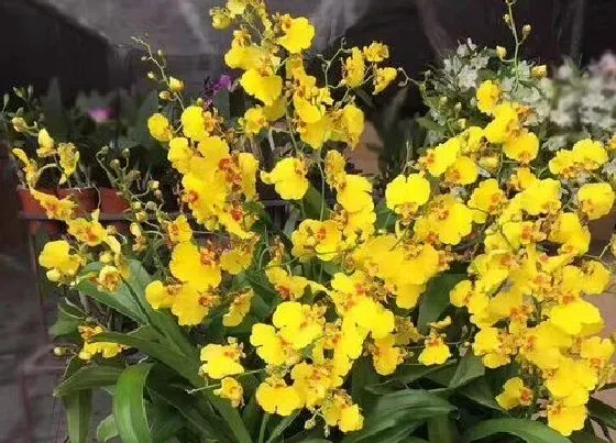 植物毒性|文心兰有毒吗 能在家里养吗
