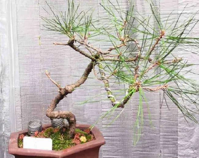 种植土壤|中国十大松树