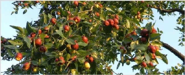 大枣树什么时候移栽好栽 | 耕种资料