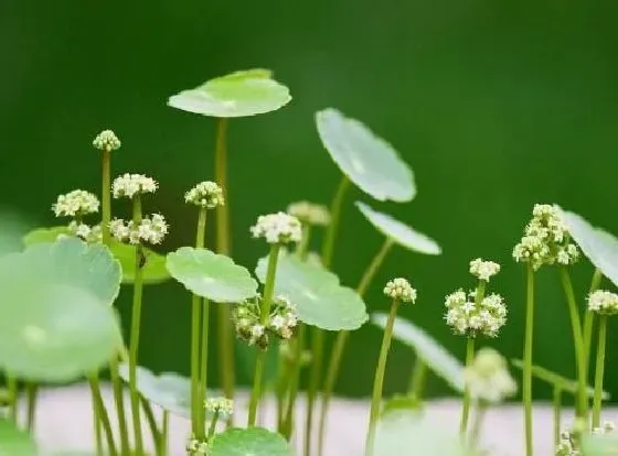 植物百科|铜钱草会开花吗 开花的颜色与样子