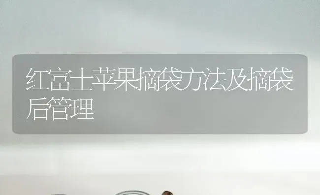 红富士苹果摘袋方法及摘袋后管理 | 瓜果种植