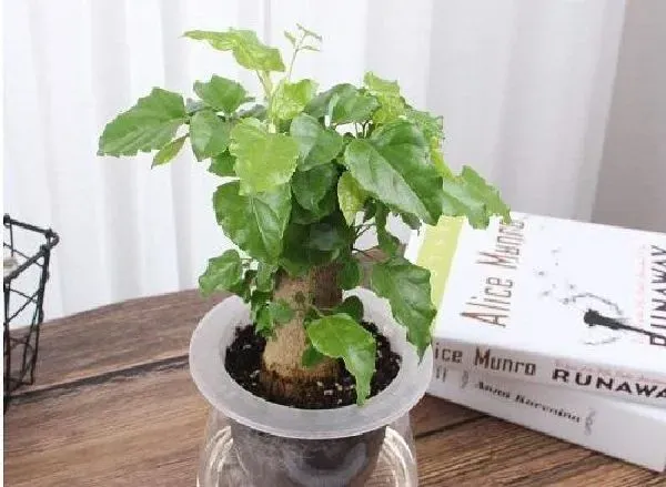 植物浇水|幸福树浇水的正确方法 浇水注意事项