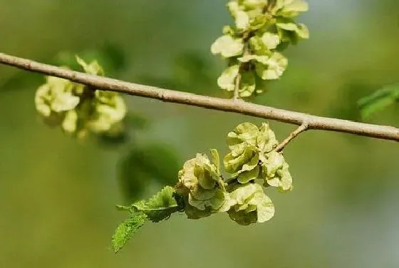 果实科普|榆树几月开花结果 什么时候开花结果