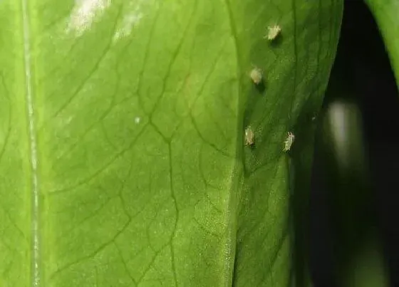 植物虫害|滴水观音长虫子怎么办