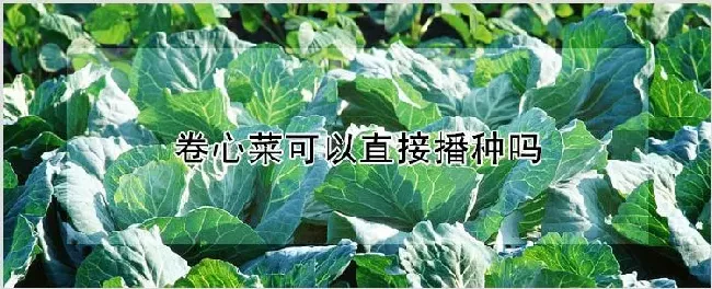 卷心菜可以直接播种吗 | 耕种资料