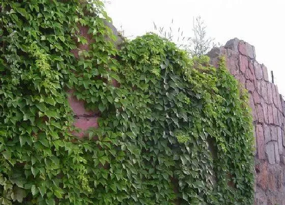植物百科|爬山虎属于什么类植物 属于落叶木质藤本植物