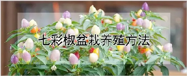 七彩椒盆栽养殖方法 | 自然知识