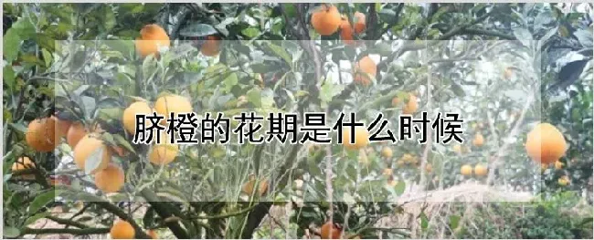 脐橙的花期是什么时候 | 种植资料