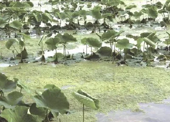 植物种类|水绵是低等植物吗