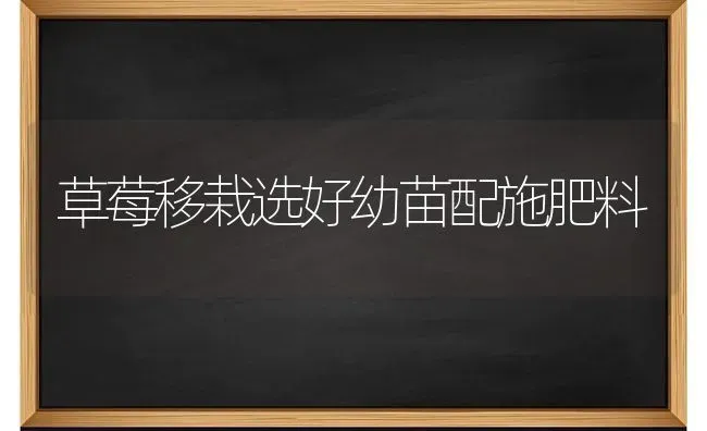 草莓移栽选好幼苗配施肥料 | 种植肥料施肥