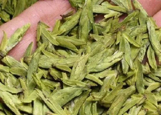 植物泡水|中国最好的茶叶排名榜（知名高端茶叶品类品牌）