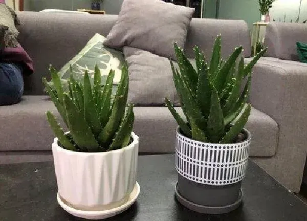 植物移栽|芦荟多久服盆