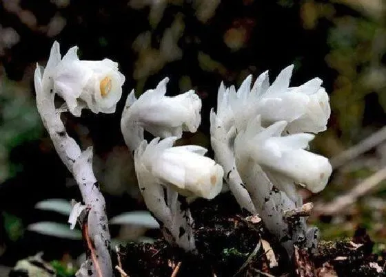 植物百科|水晶兰是什么植物类别