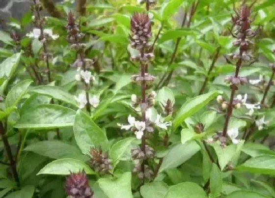 植物播种|九层塔种子怎么种植