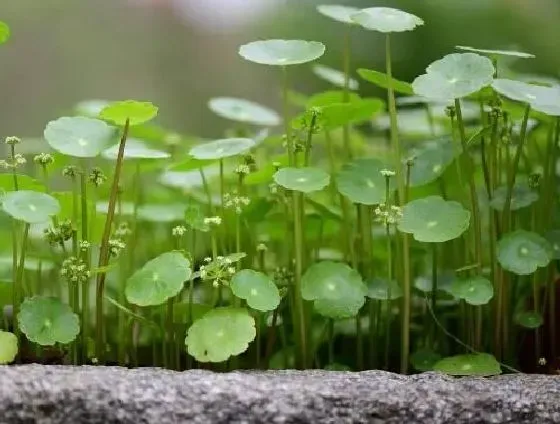 植物百科|铜钱草会开花吗 开花的颜色与样子