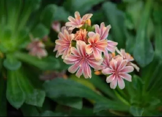 植物百科|露薇花是一年生还是多年生 一年开几次花