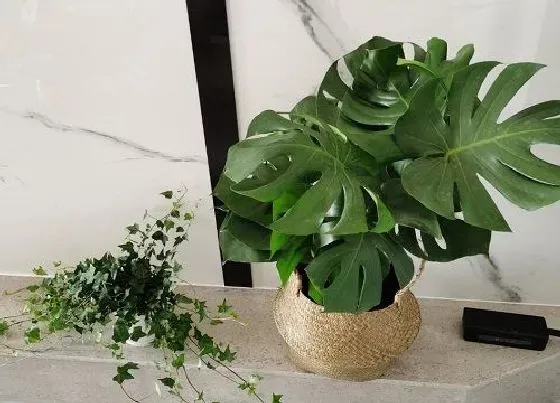 植物病害|龟背竹炭疽病的发病原因及治疗方法