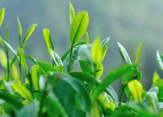 植物施肥|茶树施什么肥好