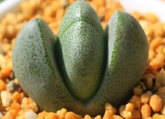 植物繁殖|帝玉怎么繁殖方法和注意事项