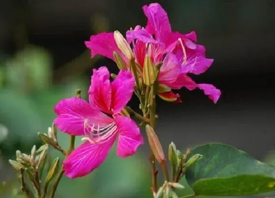 开花时间|紫荆花什么季节开花 在几月份开花