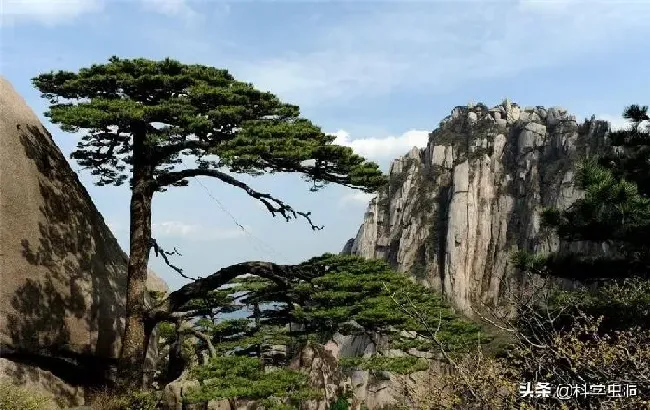 种植土壤|中国十大松树